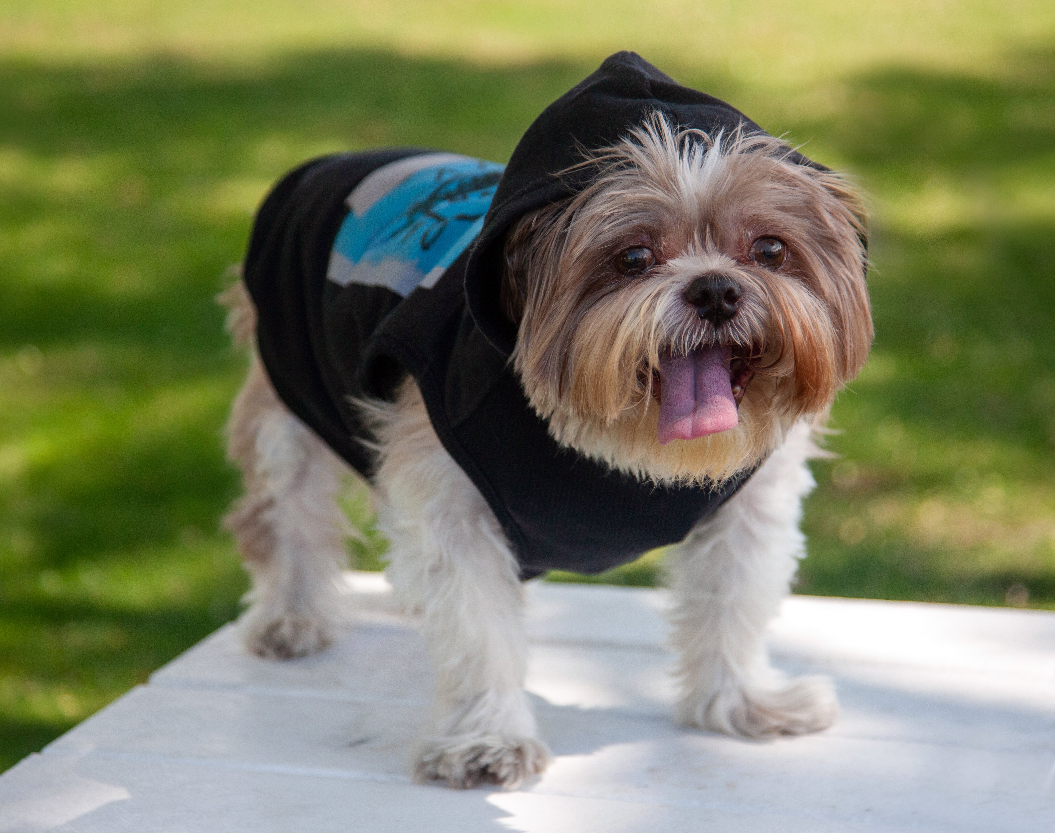 Blue dog clearance hoodie