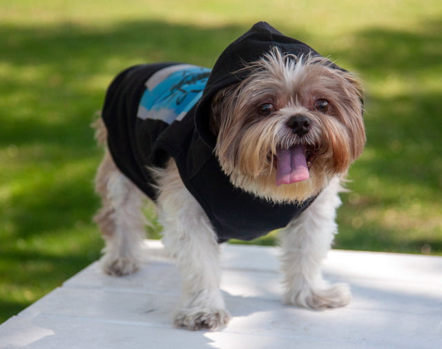 Basquiat Dog Hoodie Featuring Blue Ribbon Artwork